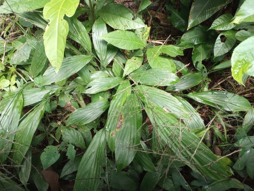 Pharus latifolius image