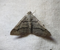 Digrammia continuata