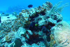 Microspathodon chrysurus