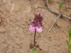 Stachys truncata