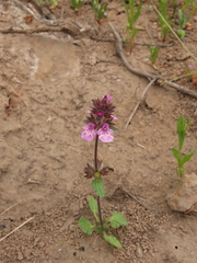 Stachys truncata