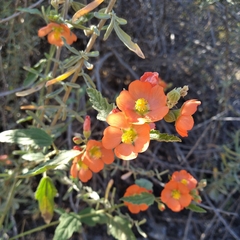 Sphaeralcea parvifolia