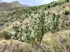 Protea laurifolia