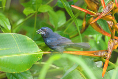 Cyanoloxia cyanoides