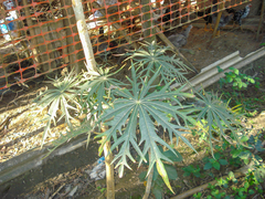 Jatropha multifida