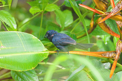 Cyanoloxia cyanoides