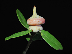 Heteroecus sanctaeclarae