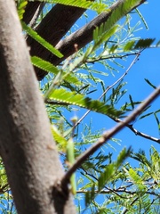 Mantodea