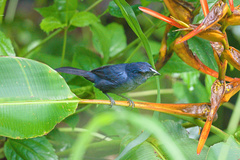 Cyanoloxia cyanoides