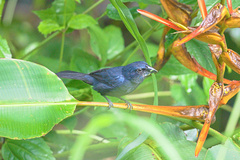 Cyanoloxia cyanoides