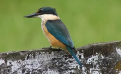 Todiramphus sanctus vagans