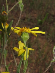 Senecio brunonianus