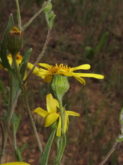 Senecio brunonianus