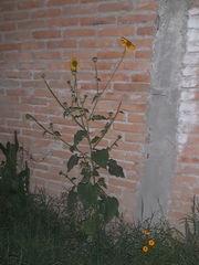 Helianthinae