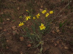 Senecio brunonianus