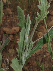 Senecio brunonianus