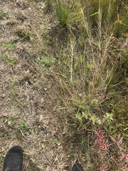 Eragrostis parviflora