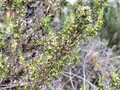 Cliffortia