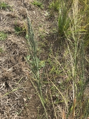 Eragrostis parviflora