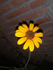 Helianthinae