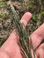 Eragrostis parviflora