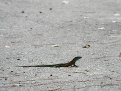 Cnemidophorus lemniscatus