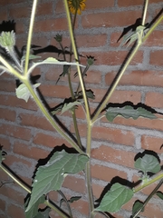 Helianthinae