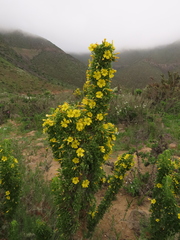 Giganteae
