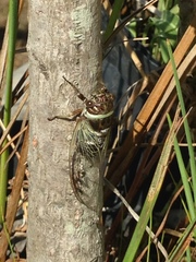 Diceroprocta marevagans