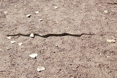 Coluber constrictor flaviventris