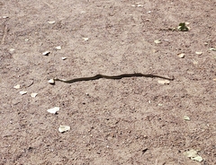 Coluber constrictor flaviventris