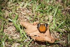 Aterica rabena