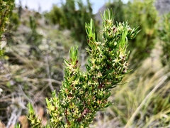 Cliffortia