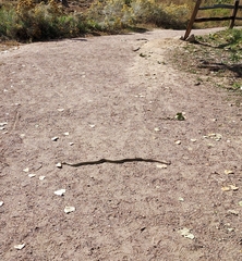 Coluber constrictor flaviventris