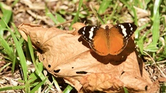Aterica rabena