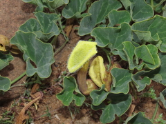 Aristolochia pearcei