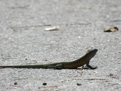 Cnemidophorus lemniscatus