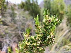 Cliffortia