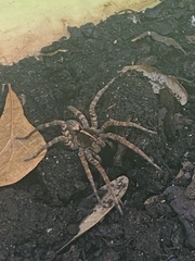 Tigrosa georgicola