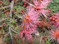 Calliandra chilensis