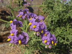 Solanum remyanum