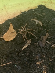 Tigrosa georgicola