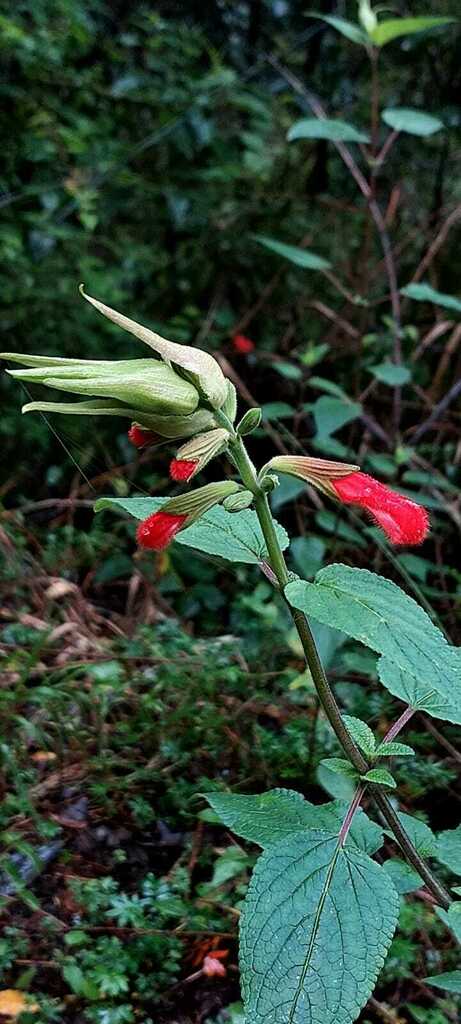 Cardinal Sage from XOCHIAC on October 08, 2022 by ACC Comunidad Santa ...