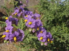 Solanum remyanum
