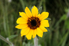 Helianthinae