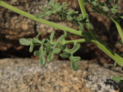 Solanum remyanum