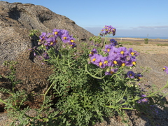 Solanum remyanum