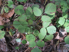 Hylodesmum podocarpum oxyphyllum