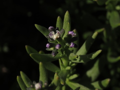 Heliotropium floridum
