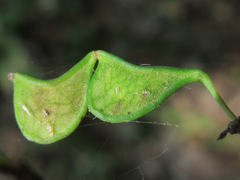 Hylodesmum podocarpum oxyphyllum
